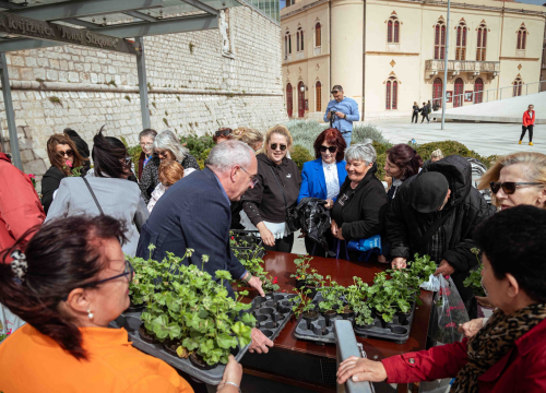 Fotografija 1 - Održana tradicionalna akcija podjele sadnica u Šibeniku
