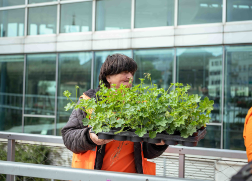 Fotografija 10 - Održana tradicionalna akcija podjele sadnica u Šibeniku