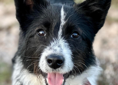 Fotografija 8 - Lucy Lu iz Šibenskih šapa traži dom pun ljubavi – zaslužuje drugu priliku