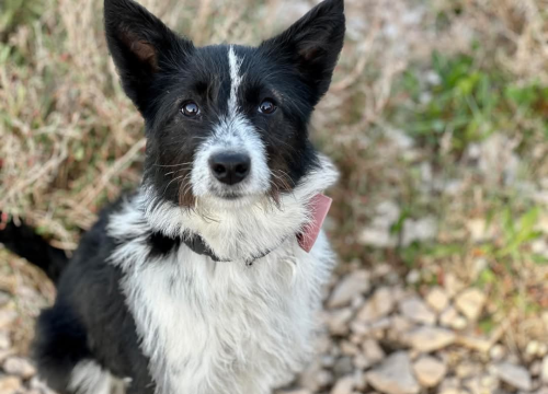 Fotografija 6 - Lucy Lu iz Šibenskih šapa traži dom pun ljubavi – zaslužuje drugu priliku