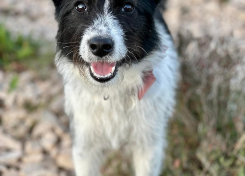 Fotografija 9 - Lucy Lu iz Šibenskih šapa traži dom pun ljubavi – zaslužuje drugu priliku