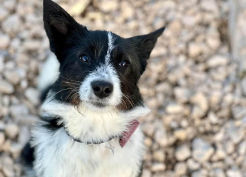 Fotografija 4 - Lucy Lu iz Šibenskih šapa traži dom pun ljubavi – zaslužuje drugu priliku