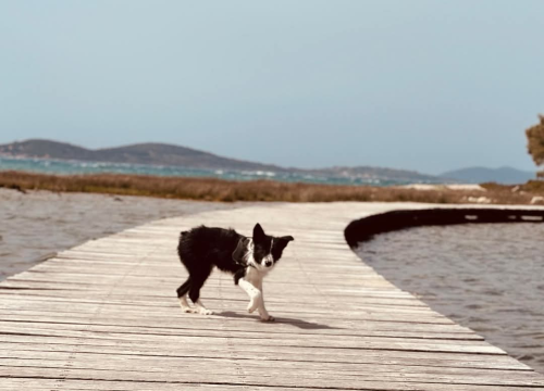 Fotografija 1 - Lucy Lu iz Šibenskih šapa traži dom pun ljubavi – zaslužuje drugu priliku