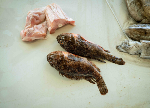 Fotografija 10 - Veliki petak na šibenskoj pijaci: Traži se meso i zelenje, na peškariji nema gužve