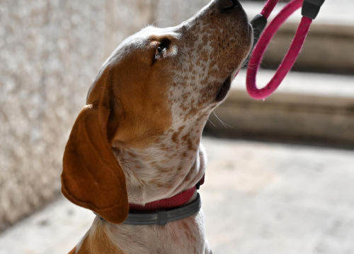 Fotografija 17 - Đir po gradu, subota 19. travnja