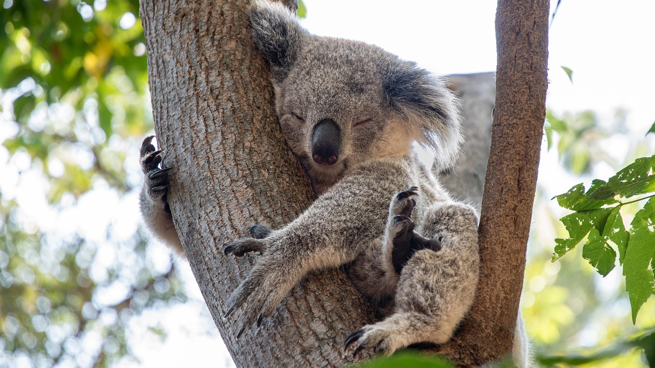 Snajperisti u Australiji ubili više od 700 koala kako ne bi uginule od gladi i žeđi