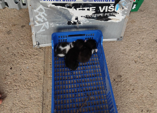 Mace Funcutice mole za pomoć 'dudašima' koje je netko okrutno ostavio u Bilicama