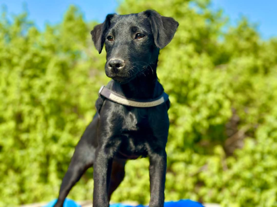 Tri njuškice iz Šibenskih šapa traže svoj zauvijek dom: Upoznajte Kiu, Seija i Ayru