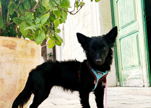 Fotografija 7 - Tri njuškice iz Šibenskih šapa traže svoj zauvijek dom: Upoznajte Kiu, Seija i Ayru