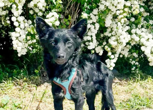 Fotografija 9 - Tri njuškice iz Šibenskih šapa traže svoj zauvijek dom: Upoznajte Kiu, Seija i Ayru