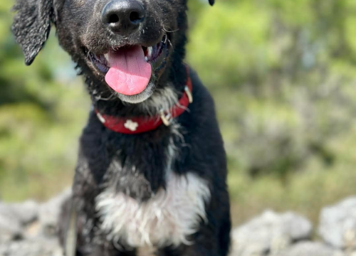 Fotografija 6 - Tri njuškice iz Šibenskih šapa traže svoj zauvijek dom: Upoznajte Kiu, Seija i Ayru