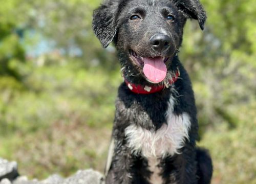 Fotografija 2 - Tri njuškice iz Šibenskih šapa traže svoj zauvijek dom: Upoznajte Kiu, Seija i Ayru