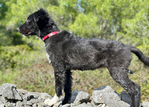 Fotografija 1 - Tri njuškice iz Šibenskih šapa traže svoj zauvijek dom: Upoznajte Kiu, Seija i Ayru
