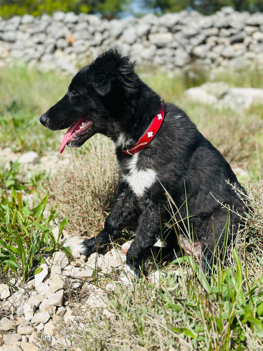 Tri njuškice iz Šibenskih šapa traže svoj zauvijek dom: Upoznajte Kiu, Seija i Ayru