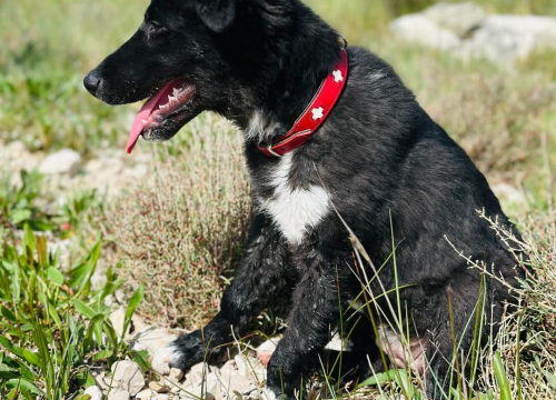 Fotografija 4 - Tri njuškice iz Šibenskih šapa traže svoj zauvijek dom: Upoznajte Kiu, Seija i Ayru