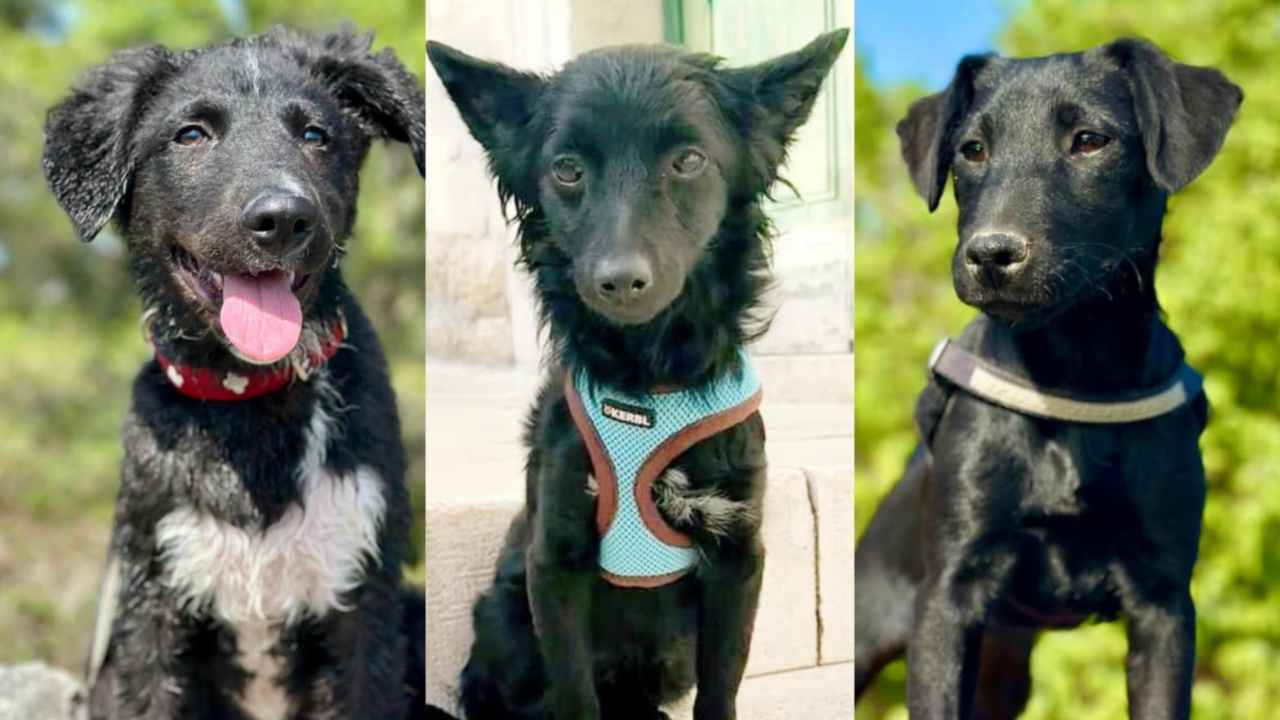 Tri njuškice iz Šibenskih šapa traže svoj zauvijek dom: Upoznajte Kiu, Seija i Ayru