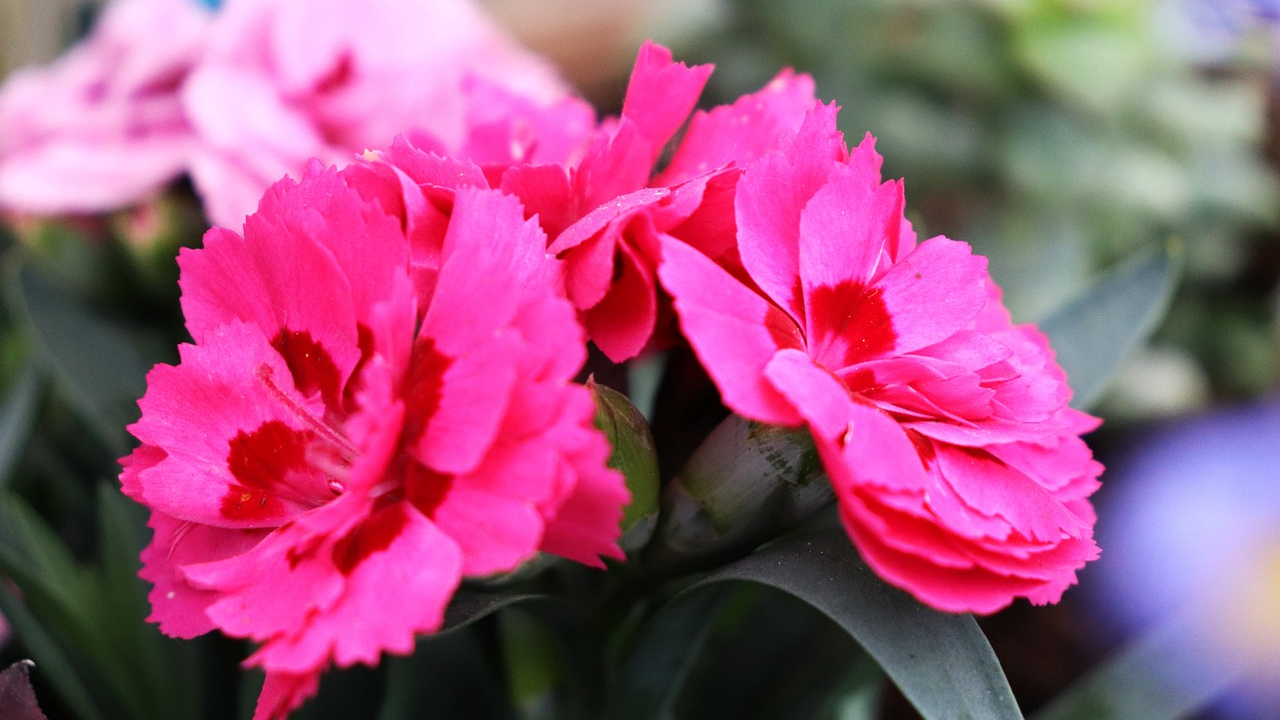 SDP-ovci sutra na Krki obilježavaju Praznik rada tradicionalnom podjelom karanfila