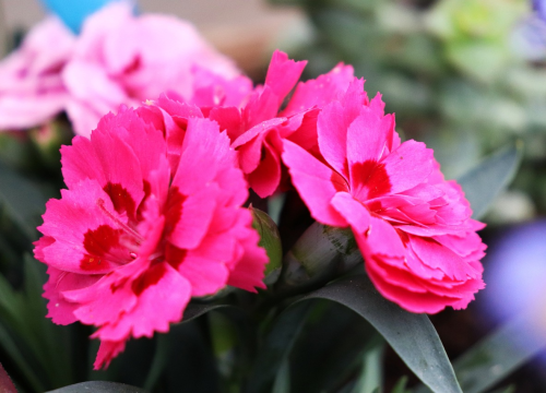 SDP-ovci sutra na Krki obilježavaju Praznik rada tradicionalnom podjelom karanfila