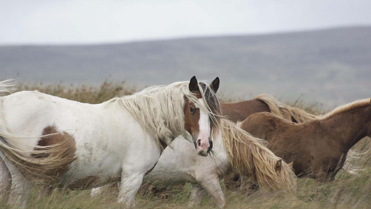 Potresna scena iz Trbounja: Ular se urezao u njušku konja, inspekcija na terenu