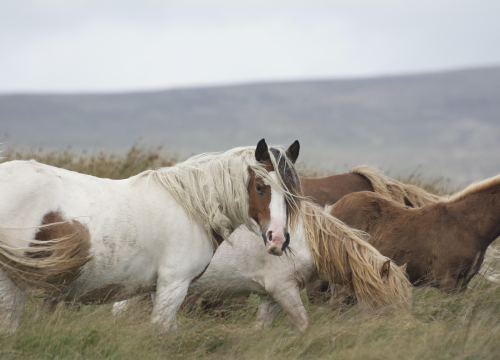 Potresna scena iz Trbounja: Ular se urezao u njušku konja, inspekcija na terenu