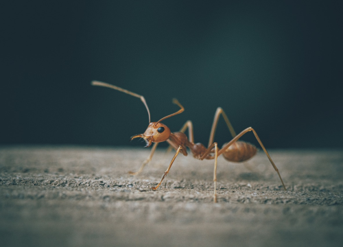 Neželjeni gosti: Evo kako se riješiti mrava u kući