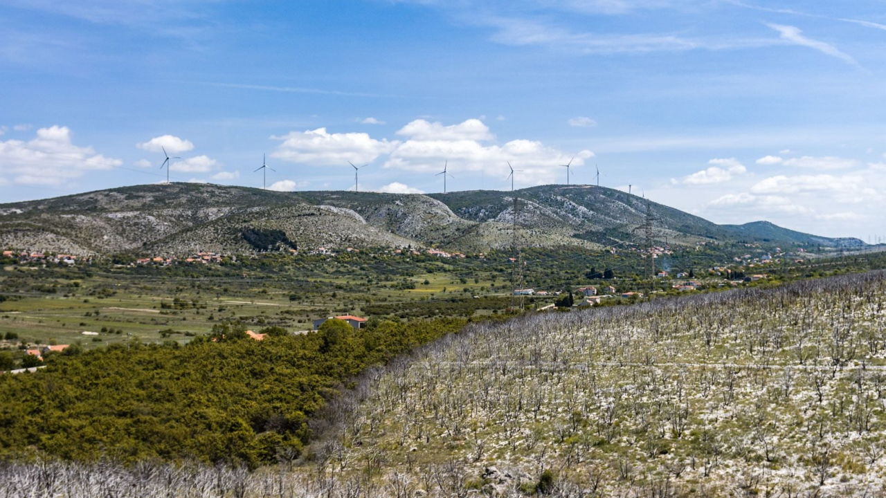 Užas na području Danila: Bik s lancem upilanim u glavu, 'blago u đubru', a inspekcija šuti