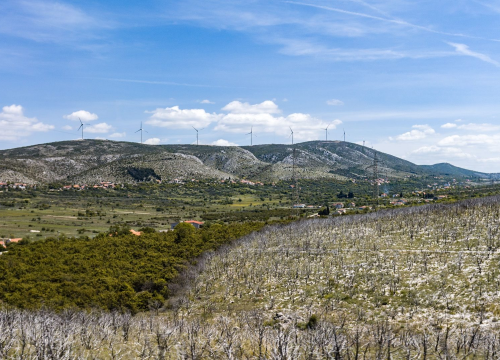Užas na području Danila: Bik s lancem upilanim u glavu, 'blago u đubru', a inspekcija šuti