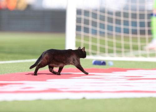 Crna mačka donijela nesreću Hajduku, Dinamo slavio na Poljudu, Torcida i Boysi se 'pošibali' prije utakmice