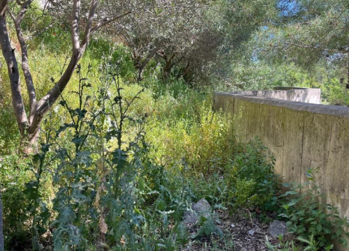 Fotografija 6 - Vidici zarasli, trava do pasa: Kosilice izašle na teren kod 'Lepe Brene'