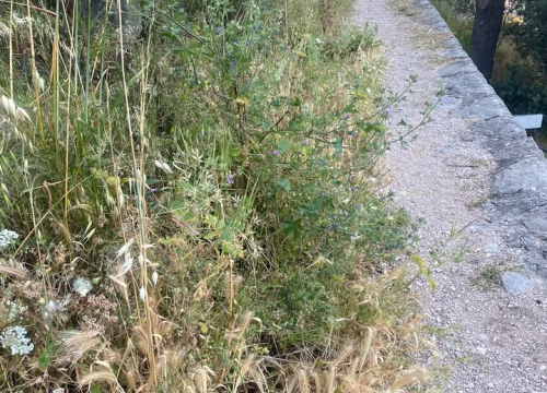 Fotografija 12 - 'Zeleni grad' u pogonu: Nakon Vidika, stižu pritužbe i na zapuštenost oko Baronea i Šubićevog šetališta