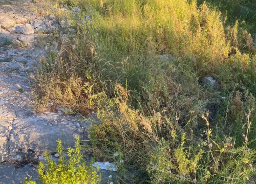 Fotografija 11 - 'Zeleni grad' u pogonu: Nakon Vidika, stižu pritužbe i na zapuštenost oko Baronea i Šubićevog šetališta