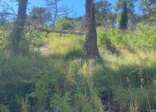 Fotografija 9 - 'Zeleni grad' u pogonu: Nakon Vidika, stižu pritužbe i na zapuštenost oko Baronea i Šubićevog šetališta