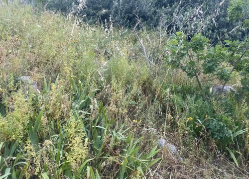 Fotografija 8 - 'Zeleni grad' u pogonu: Nakon Vidika, stižu pritužbe i na zapuštenost oko Baronea i Šubićevog šetališta