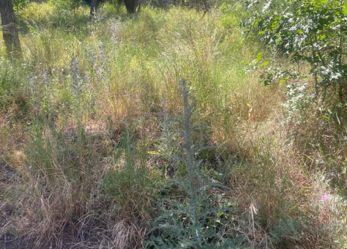 Fotografija 10 - 'Zeleni grad' u pogonu: Nakon Vidika, stižu pritužbe i na zapuštenost oko Baronea i Šubićevog šetališta