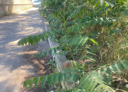 Fotografija 1 - 'Zeleni grad' u pogonu: Nakon Vidika, stižu pritužbe i na zapuštenost oko Baronea i Šubićevog šetališta