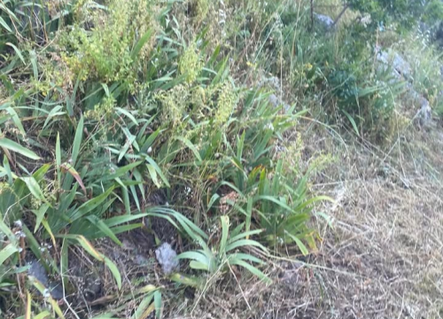 Fotografija 5 - 'Zeleni grad' u pogonu: Nakon Vidika, stižu pritužbe i na zapuštenost oko Baronea i Šubićevog šetališta