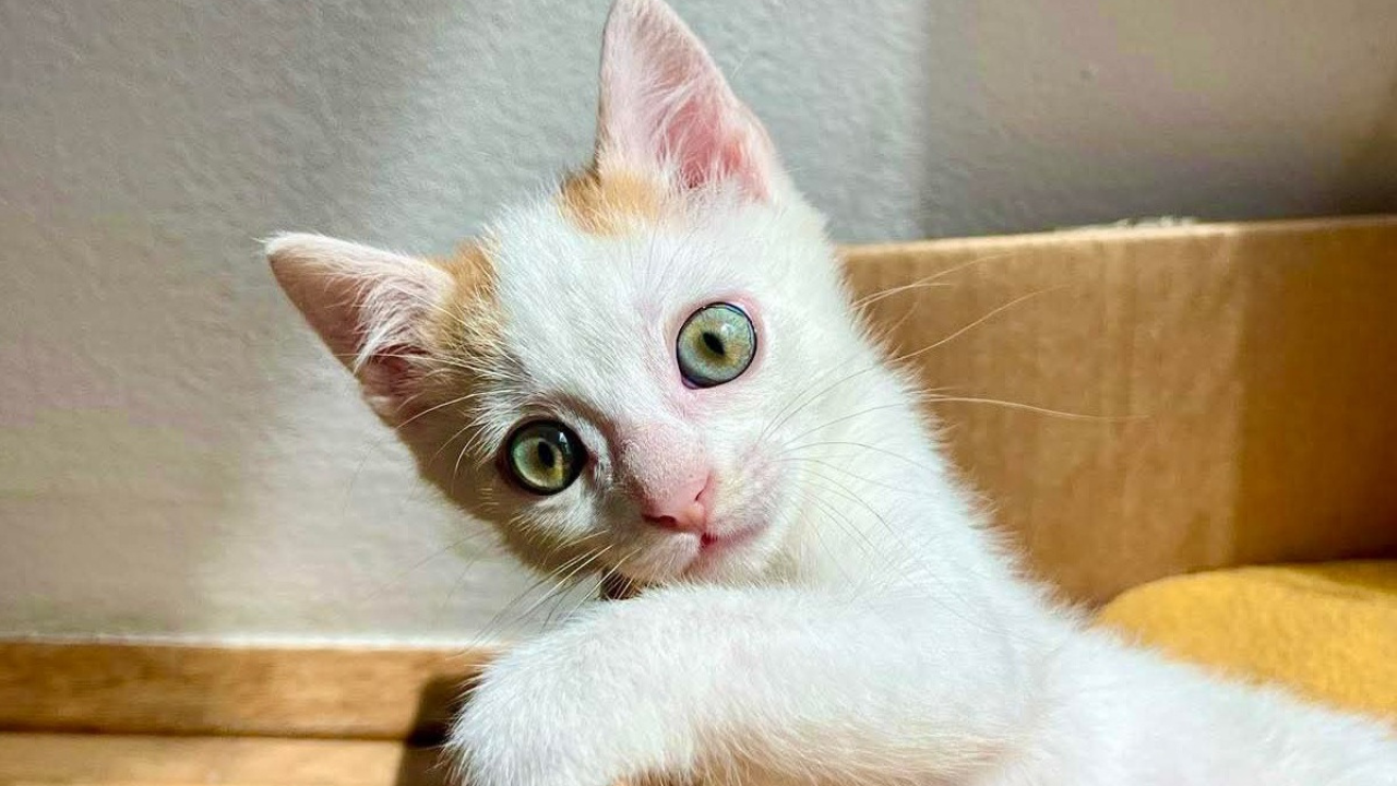 Anđelo iz Šibenskih šapa traži dom: Mačić koji osvaja srce na prvi pogled