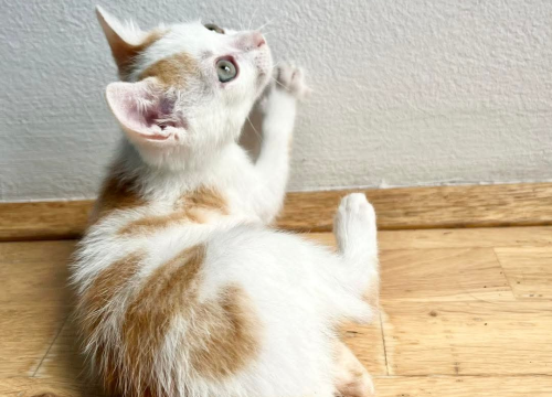 Fotografija 3 - Anđelo iz Šibenskih šapa traži dom: Mačić koji osvaja srce na prvi pogled