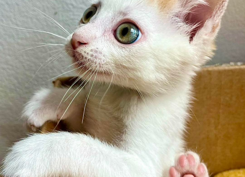 Fotografija 2 - Anđelo iz Šibenskih šapa traži dom: Mačić koji osvaja srce na prvi pogled