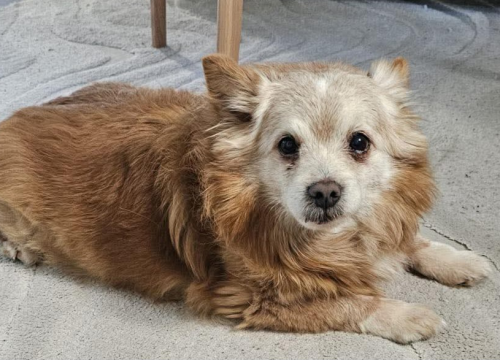 Boni iz Šibenskih šapa traži dom: Senior s karakterom zaslužuje mirnu mirovinu