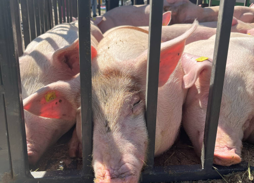 Fotografija 28 - Mirisi janjca i šušur tradicije: Ekipa ŠibenikIN-a jutros na benkovačkom sajmu