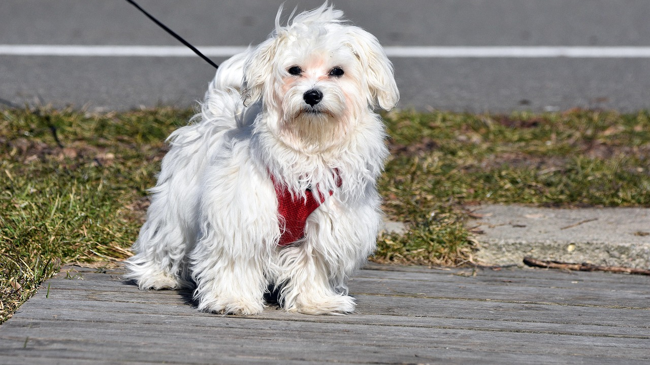 Trener pasa istaknuo je tri razloga zbog kojih psi u šetnji vuku na povodcu