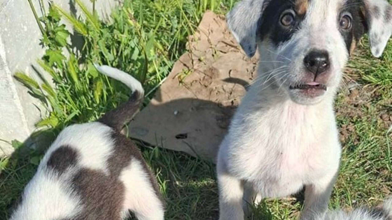 'Ovo ovako ne može dalje': Šibenske šape pozivaju kandidate na izborima da se izjasne o zaštiti životinja