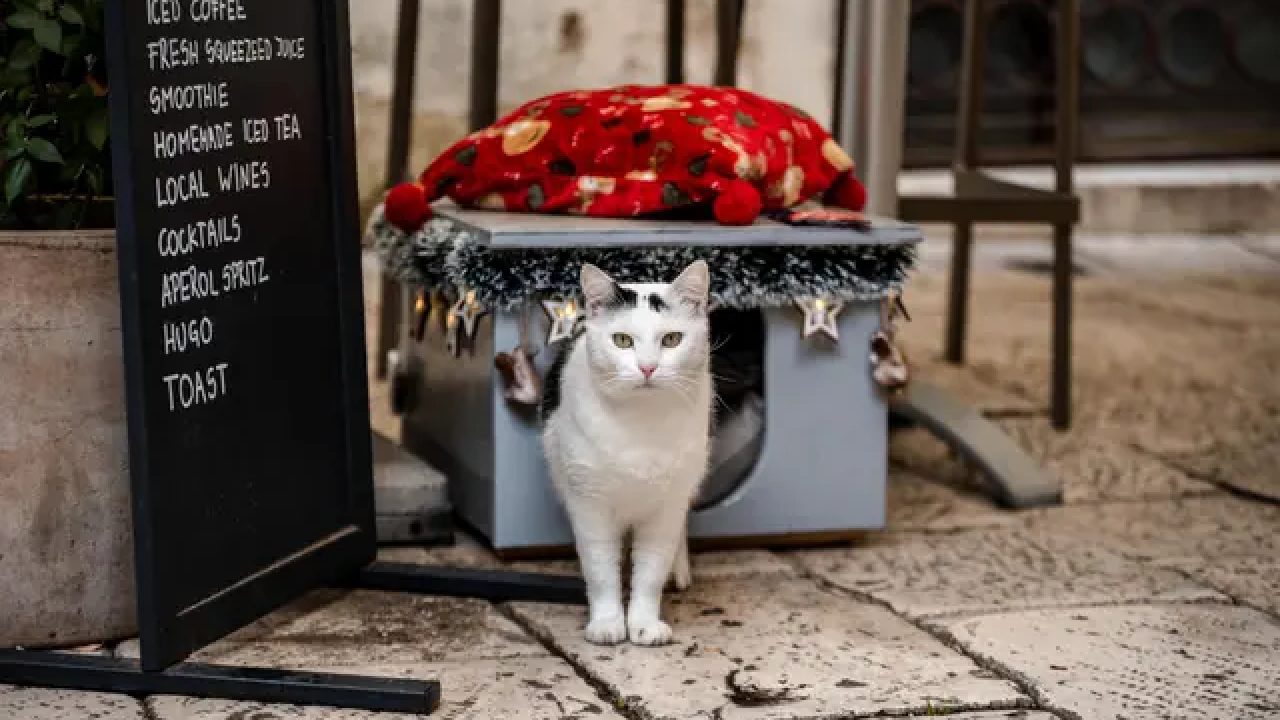 Mačak Mile s 'Trga 4 štekata' osvojio je svačija srca, ali sada mu je potrebna vaša pomoć