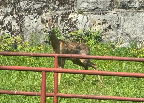 Fotografija 2 - Neočekivani gost razveselio zaposlenike HRT-a u Kninu