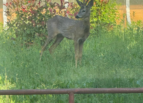 Fotografija 3 - Neočekivani gost razveselio zaposlenike HRT-a u Kninu