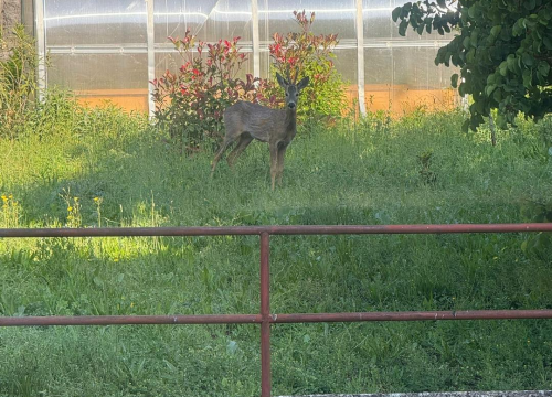 Fotografija 1 - Neočekivani gost razveselio zaposlenike HRT-a u Kninu