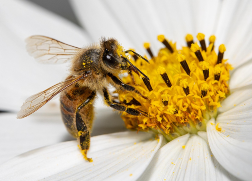 Najkorisnija bića na svijetu u opasnosti: Bez njih nestala bi većina biljaka