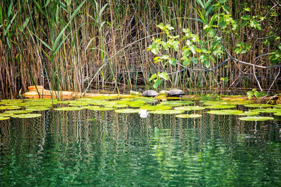Doživite čaroliju rijeke Krke – zaplovite njome od slapova do otoka, između litica veličanstvenog kanjona