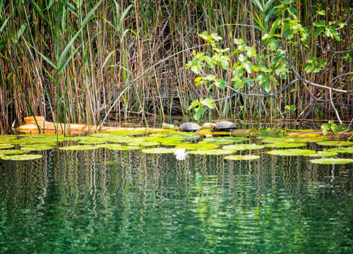 Fotografija 6 - Doživite čaroliju rijeke Krke – zaplovite njome od slapova do otoka, između litica veličanstvenog kanjona